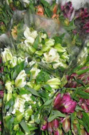 2photo1